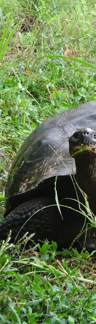Tortugas Gigantes
